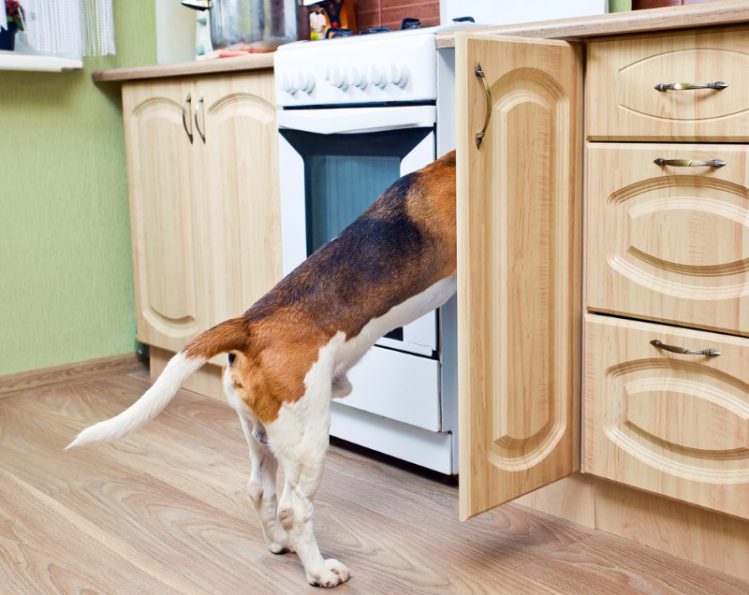 キッチン棚の中を除く犬