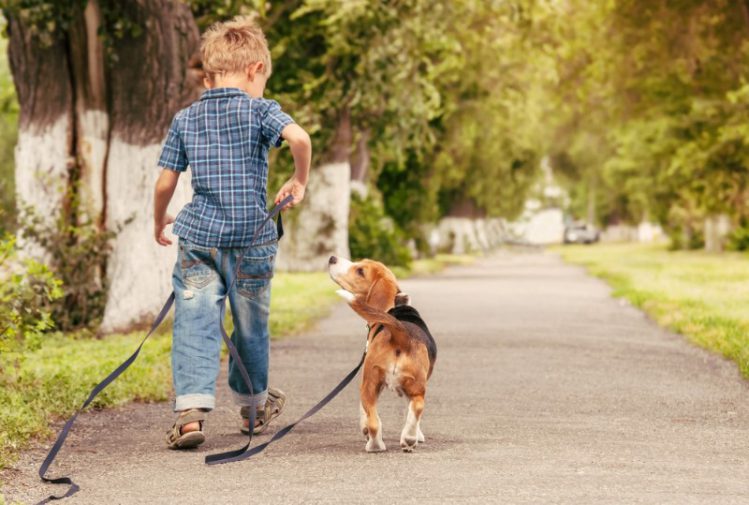 散歩する犬と男の子