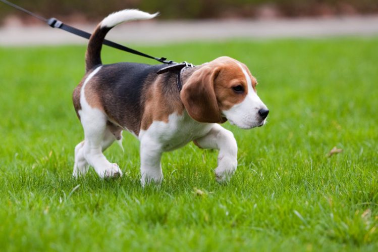 草むらを散歩する子犬
