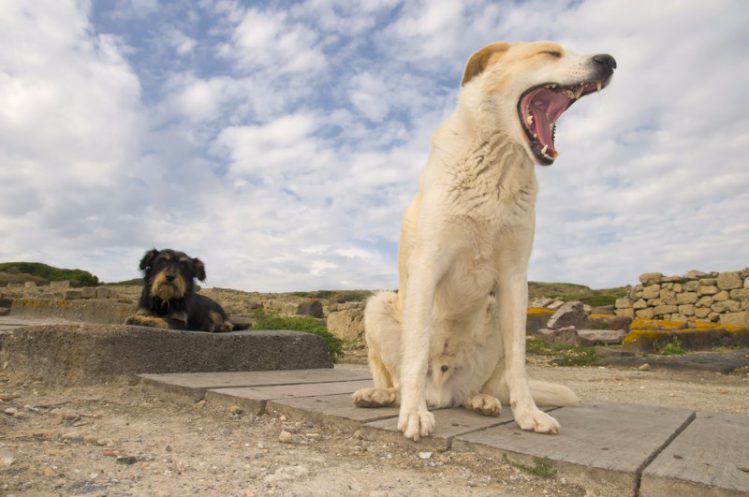 大きなあくびをする犬と後ろで見守る犬