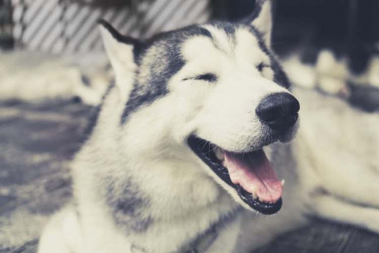 笑顔のハスキー犬
