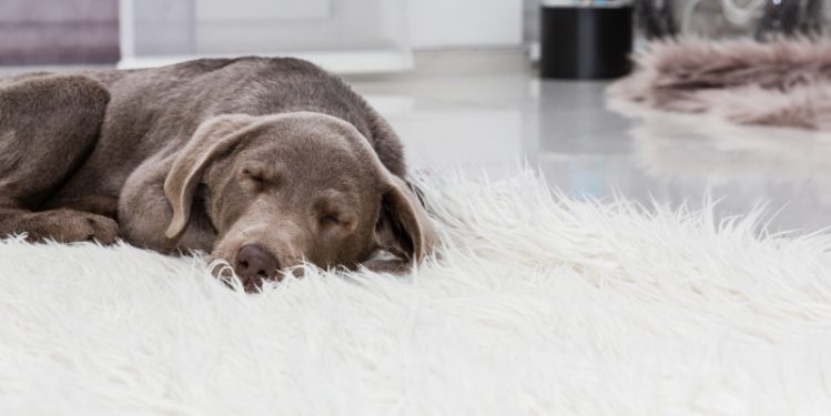 毛足の長いカーペットで寝ている犬