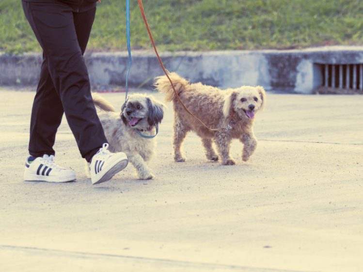 二匹の愛犬と散歩している女性