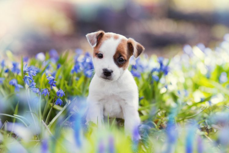 花壇の中に座るジャックラッセルテリアの子犬