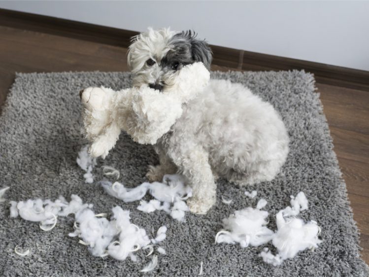 ぬいぐるみをくわえている犬の周りに綿が散らばる様子