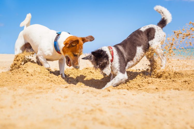 砂浜で遊ぶ2頭の犬