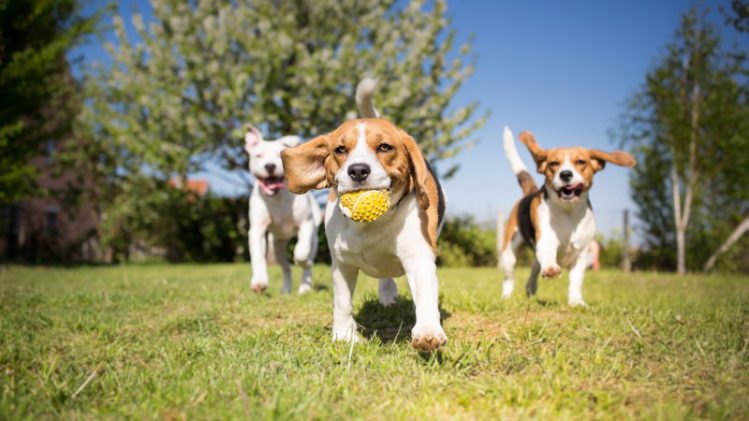 ボールで遊ぶ3頭の犬