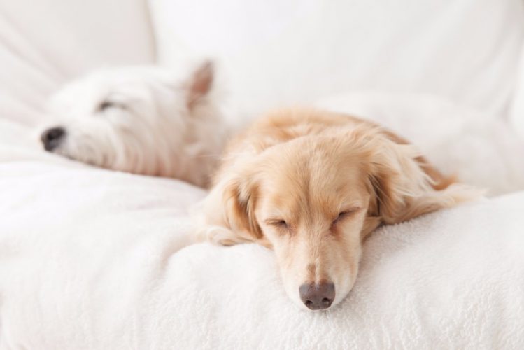 ソファで寝る2匹の犬