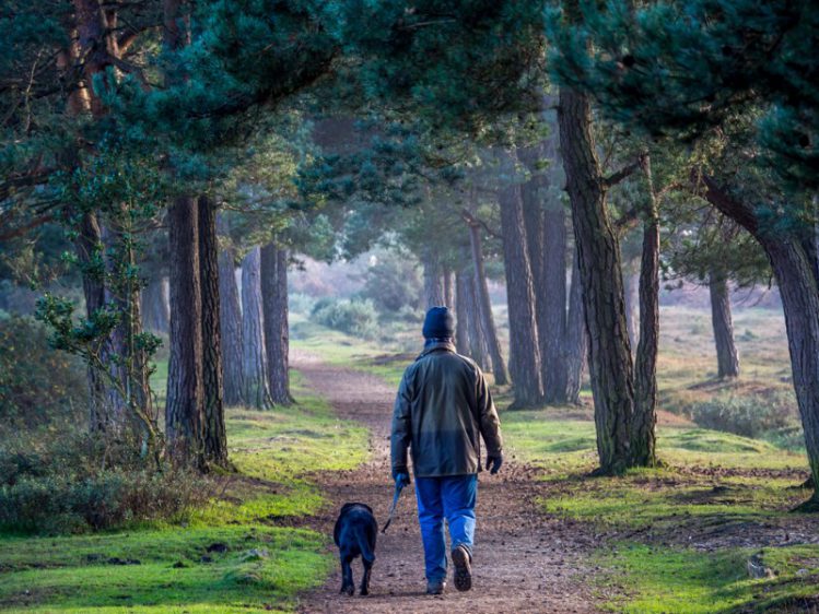 森の中を散歩する犬と飼い主