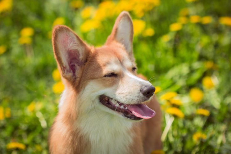 花畑で笑顔を見せる茶色い犬