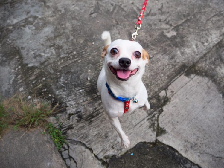 散歩中に飼い主を見上げる笑顔の犬