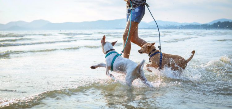 海で遊ぶ犬と飼い主