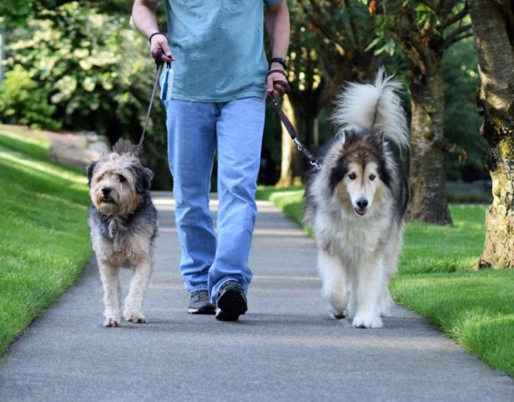 散歩する飼い主と2頭の犬