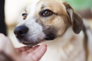 飼い主の手に顎を乗せる犬