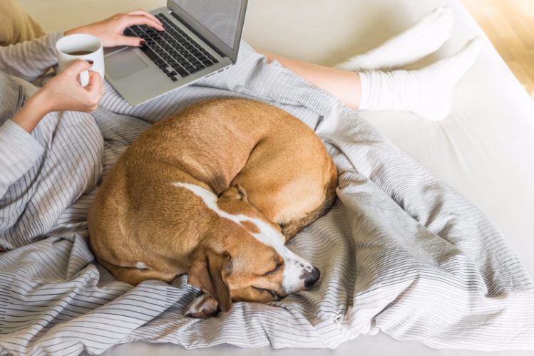 ベッドで包まる犬とパソコンを使う飼い主