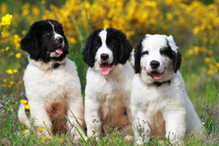 草むらで並ぶ3頭の犬