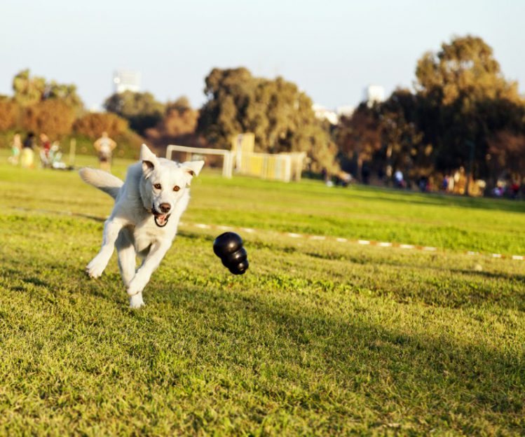 草の上を走る白い犬