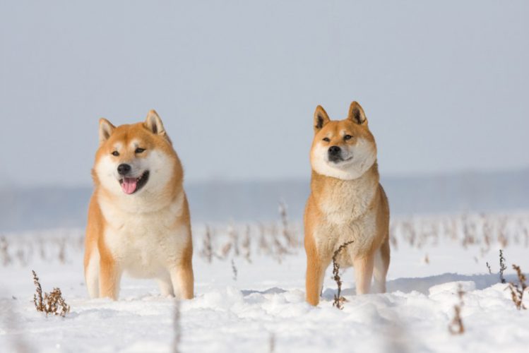雪の上に立つ2匹の柴犬