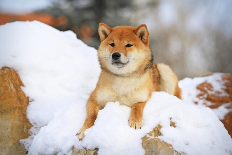 雪の上に佇む柴犬