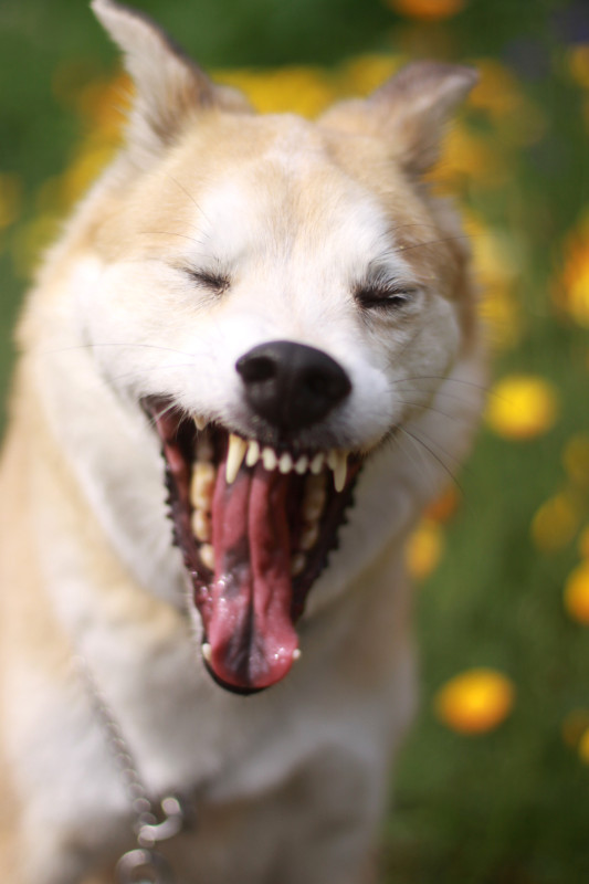 あくびをしている柴犬