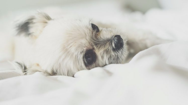 【獣医師監修】犬の睡眠時間はどうして長い？