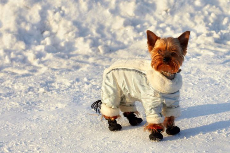 冬用の服を着て雪道に立っているヨークシャテリア