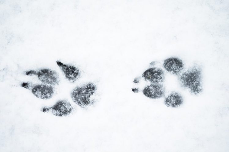 犬の足跡がのこっている雪道
