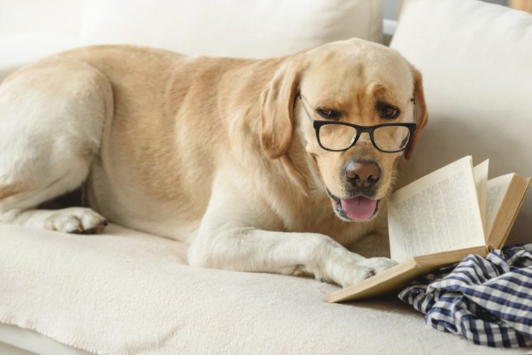 犬が読書をしている様子