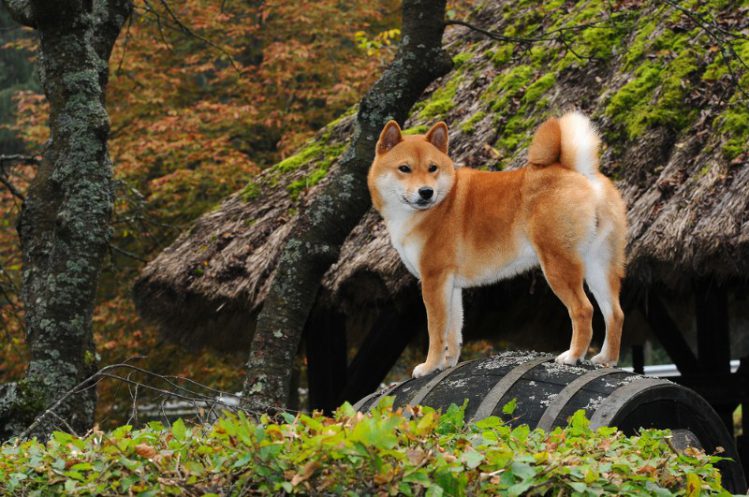日本犬が自然の中にいる様子