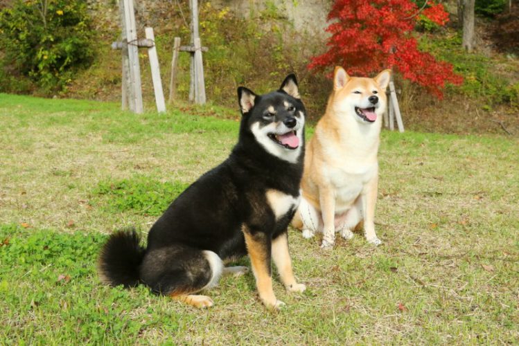 日本犬が二匹並んでいる様子