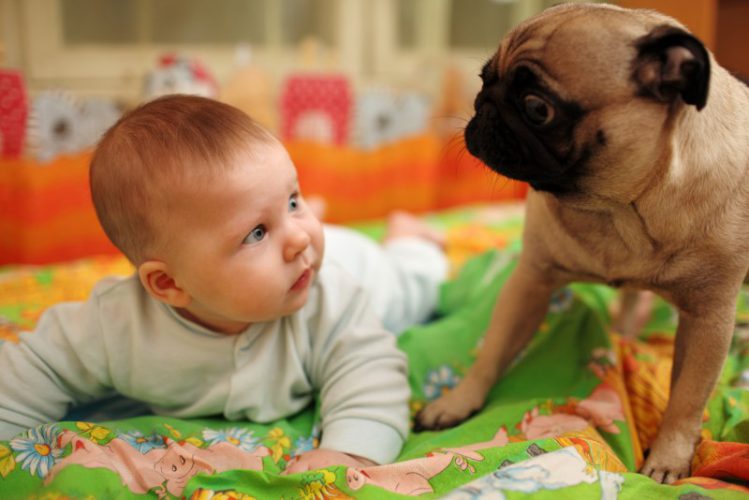 犬と赤ちゃんが見つめ合っている様子