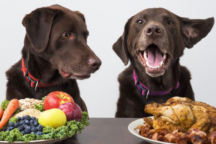 野菜の前の犬とお肉の前の犬
