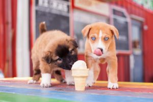 アイスクリームを舐める子犬たち
