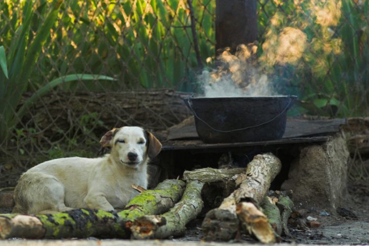 温かいご飯を待つ犬