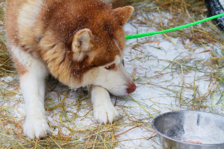 冬に犬のドッグフードや水を温めることは必要？