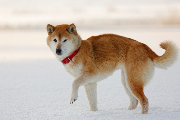 雪の中片足をあげてこちらを見ている柴犬