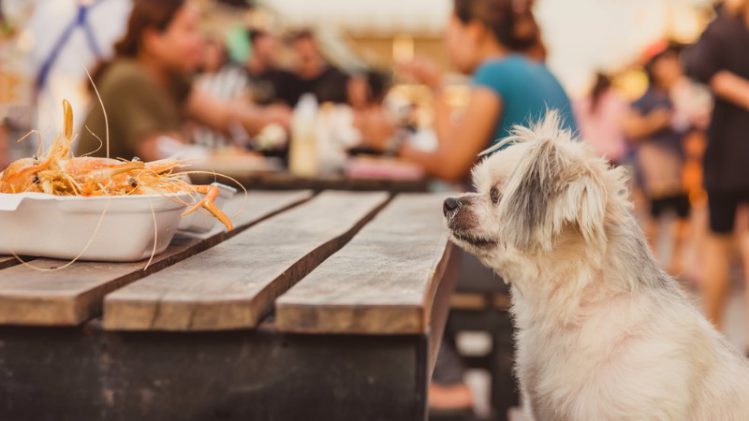 テーブルの食べ物を見つめる犬