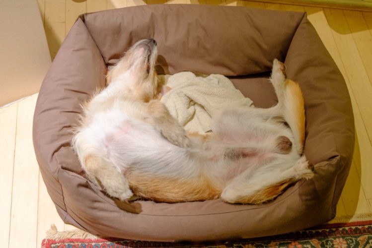 犬が小さく丸くなって寝る。その理由とは？