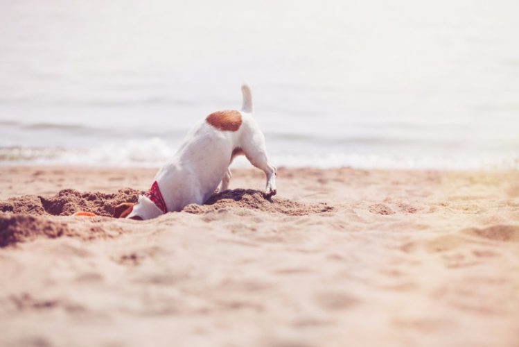 砂浜で穴を掘る犬