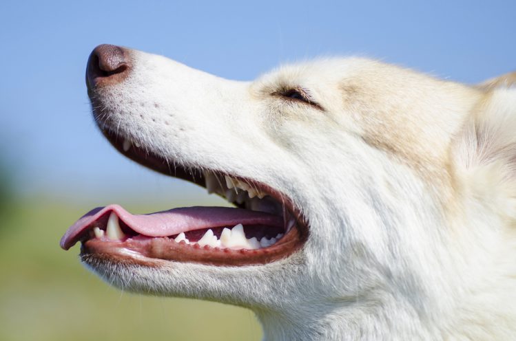 犬の虫歯リスクを高める行動習慣とは