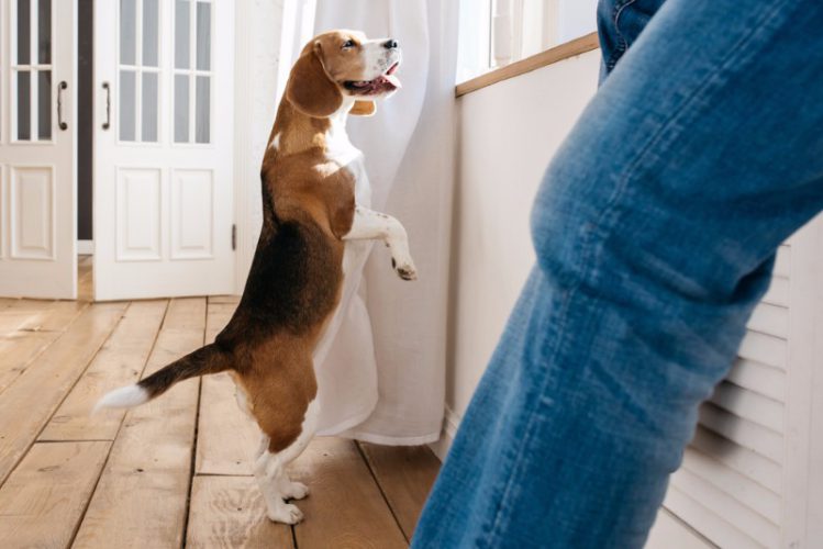 【犬の室内飼い】家具で怪我をする原因と対策