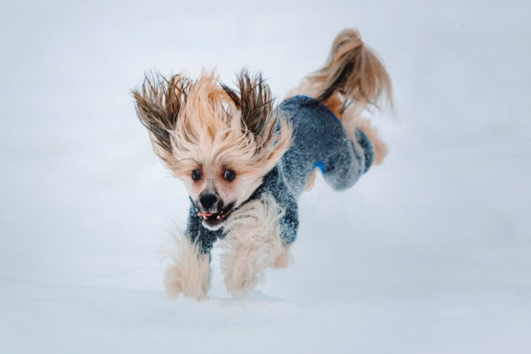 犬にとって快適な冬の温度と湿度とは？