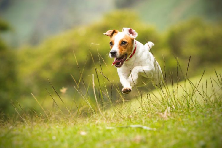 草むらを走る犬