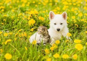 花畑の犬と猫
