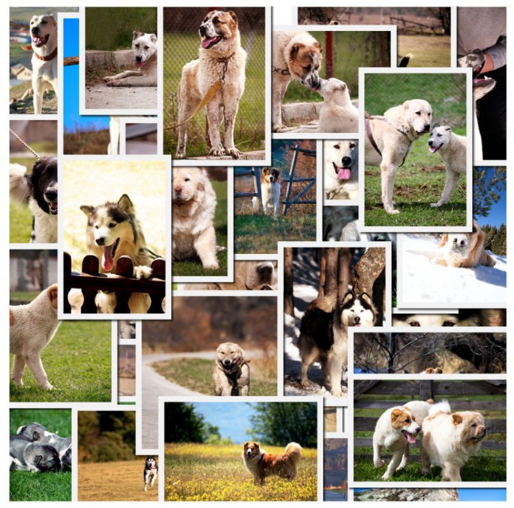 犬の写真がたくさん並べられている様子