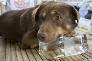 犬と氷