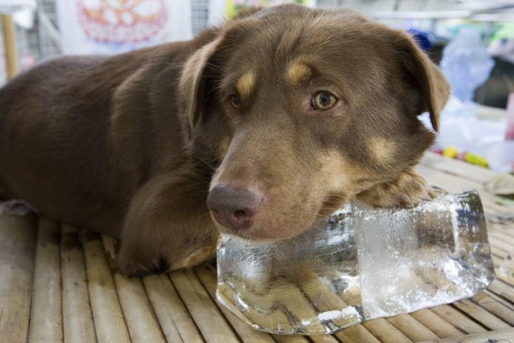 犬に氷をあげても大丈夫なの？