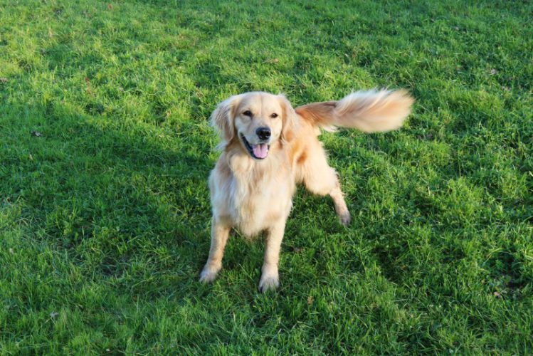 犬が尻尾を大きく振っている様子