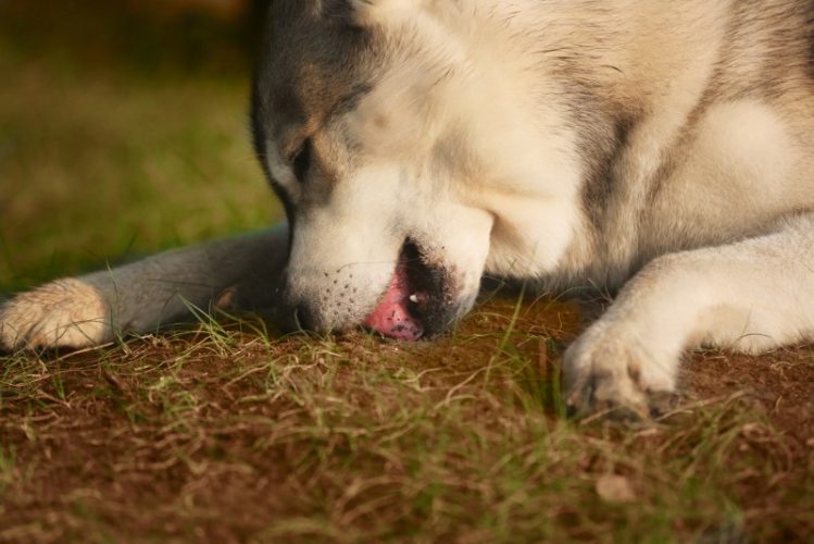 犬はなぜ異食する？土や小石を食べる理由とは