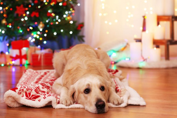 【編集部が選ぶ】クリスマスに観たい犬の映画4選！